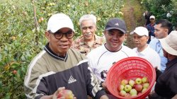 Wali Kota Nurochman Panen Apel Bersama Petani, Perkuat Eksistensi Hortikultura Kota Batu