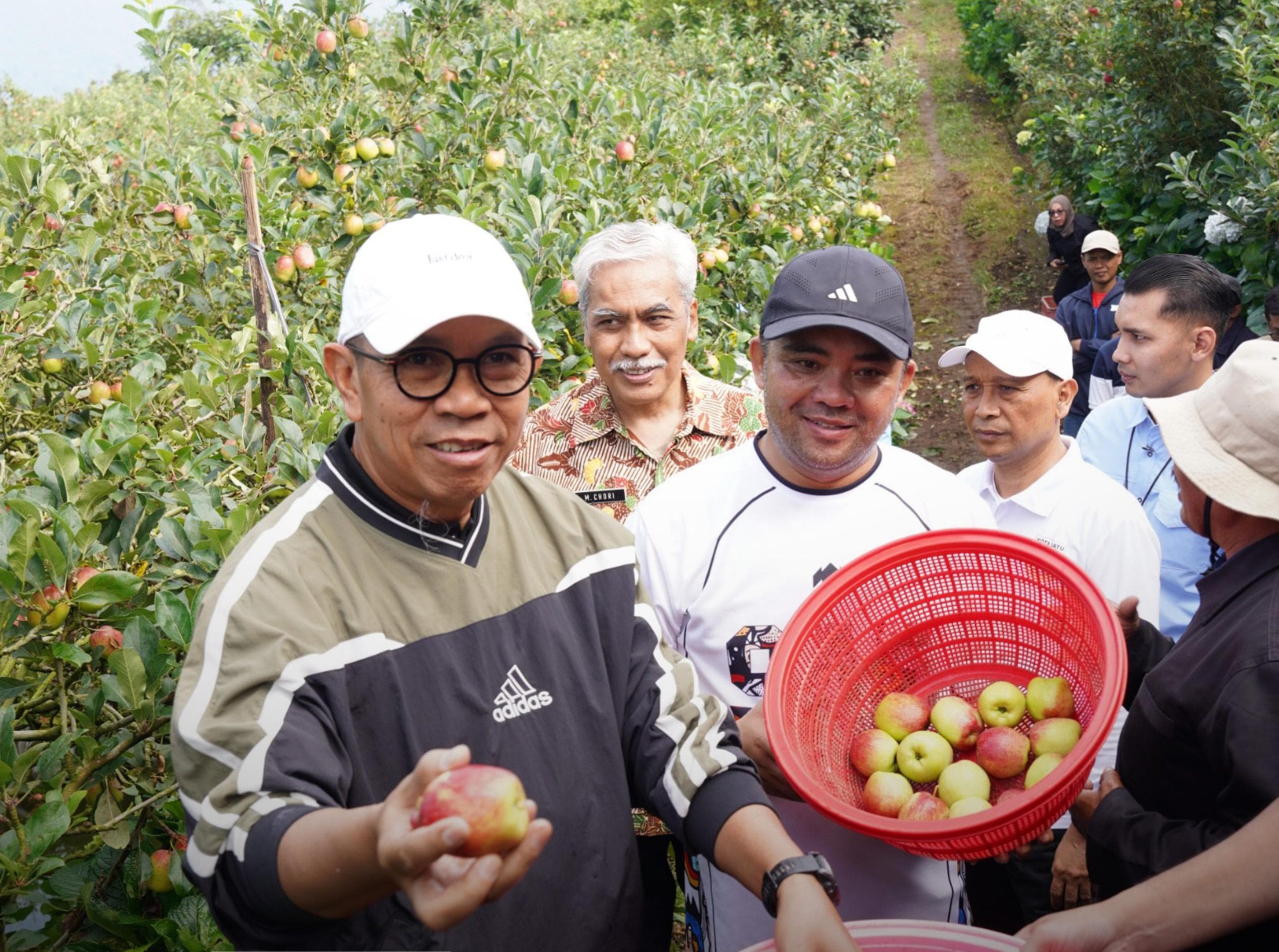Wali Kota Nurochman Panen Apel Bersama Petani, Perkuat Eksistensi Hortikultura Kota Batu