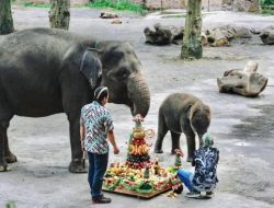 Dari Tumpeng Buah hingga Special Feeding, Cara Seru Batu Secret Zoo Rayakan Hari Kartini