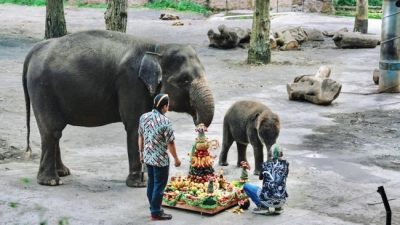Dari Tumpeng Buah hingga Special Feeding, Cara Seru Batu Secret Zoo Rayakan Hari Kartini