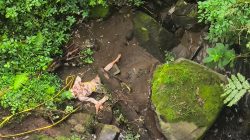 Mayat Pria Misterius Ditemukan di Bawah Jembatan Cangar, Polisi Lakukan Penyelidikan