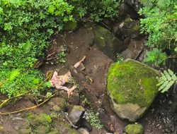 Mayat Pria Misterius Ditemukan di Bawah Jembatan Cangar, Polisi Lakukan Penyelidikan