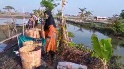 Panen Ikan Anjlok, Petambak Lamongan Mengeluh Kekurangan Pupuk, Dinas Perikanan Pastikan Stok Aman