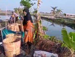 Panen Ikan Anjlok, Petambak Lamongan Mengeluh Kekurangan Pupuk, Dinas Perikanan Pastikan Stok Aman