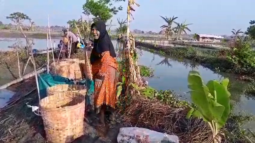 Panen Ikan Anjlok, Petambak Lamongan Mengeluh Kekurangan Pupuk, Dinas Perikanan Pastikan Stok Aman