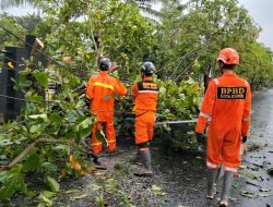 Respons Cepat BPBD Kota Kediri, Puluhan Pohon Tumbang di Ngronggo Berhasil Ditangani