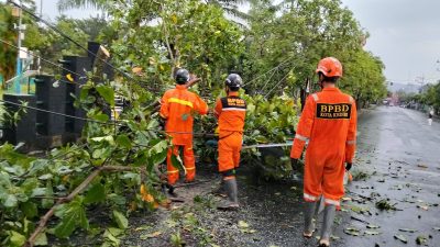 Respons Cepat BPBD Kota Kediri, Puluhan Pohon Tumbang di Ngronggo Berhasil Ditangani