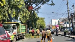 Antisipasi Pohon Tumbang, DLHKP Kota Kediri Pangkas Dahan di Jalan Brawijaya