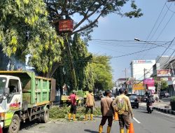 Antisipasi Pohon Tumbang, DLHKP Kota Kediri Pangkas Dahan di Jalan Brawijaya