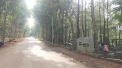 Weekend Lesu, Wisata Hutan Pinus Plapar Selopanggung Sepi Pengunjung