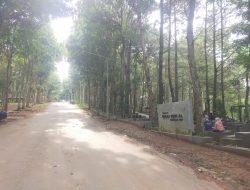 Weekend Lesu, Wisata Hutan Pinus Plapar Selopanggung Sepi Pengunjung