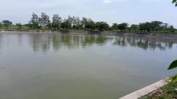 Musim Kemarau, Embung Jadi Andalan Pengairan Pertanian di Kabupaten Kediri