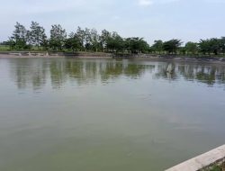 Musim Kemarau, Embung Jadi Andalan Pengairan Pertanian di Kabupaten Kediri