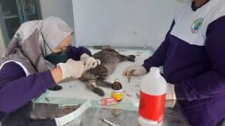 Meriahkan Hari Jadi Kota Blitar, Pemkot Gelar Vaksinasi Anabul Gratis