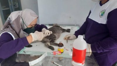 Meriahkan Hari Jadi Kota Blitar, Pemkot Gelar Vaksinasi Anabul Gratis