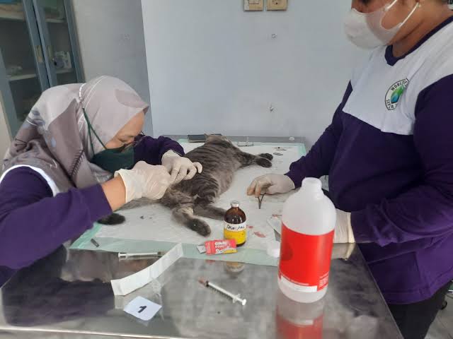 Meriahkan Hari Jadi Kota Blitar, Pemkot Gelar Vaksinasi Anabul Gratis