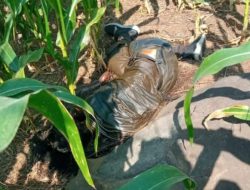 Mayat Membusuk Ditemukan di Ladang Jagung Wonosalam, Polisi Selidiki Identitas Korban