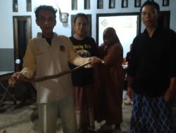 Relawan Tantular Evakuasi Anak Ular Piton yang Masuk Rumah Warga di Kediri