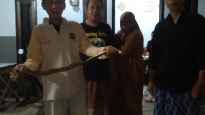 Relawan Tantular Evakuasi Anak Ular Piton yang Masuk Rumah Warga di Kediri
