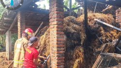 Diduga Korsleting Listrik, Kandang Sapi di Kediri Ludes Terbakar