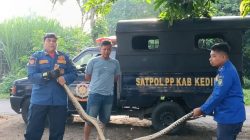 Ular Piton 3 Meter Gegerkan Warga Kediri Saat Memangsa Ayam