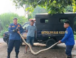 Ular Piton 3 Meter Gegerkan Warga Kediri Saat Memangsa Ayam