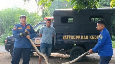 Ular Piton 3 Meter Gegerkan Warga Kediri Saat Memangsa Ayam