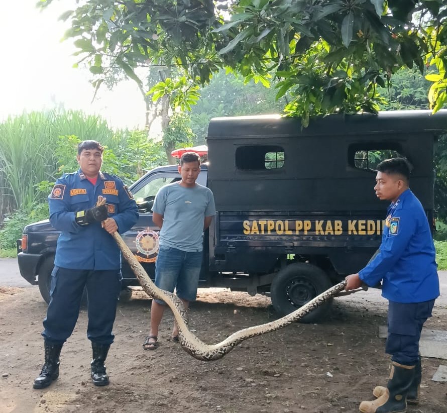 Ular Piton 3 Meter Gegerkan Warga Kediri Saat Memangsa Ayam