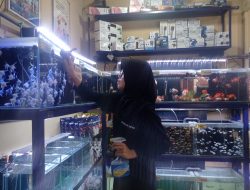 Pertama, Kontes Nasional Ikan Moly dan Cupang Digelar di Kabupaten Kediri