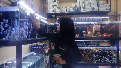 Pertama, Kontes Nasional Ikan Moly dan Cupang Digelar di Kabupaten Kediri