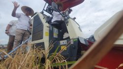 Produksi Beras Melimpah, 94.640 Ton Siap Panen di Tulungagung