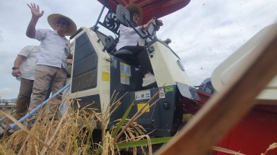 Produksi Beras Melimpah, 94.640 Ton Siap Panen di Tulungagung