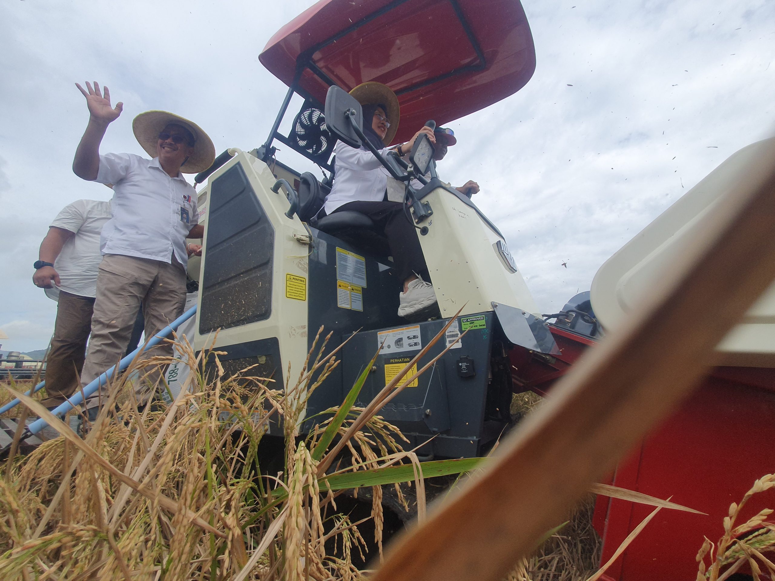 Produksi Beras Melimpah, 94.640 Ton Siap Panen di Tulungagung