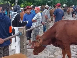 Pasca Lebaran, 245 Sapi di Kediri Sembuh dari PMK, Tinggal Dua Kasus Aktif