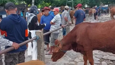 Pasca Lebaran, 245 Sapi di Kediri Sembuh dari PMK, Tinggal Dua Kasus Aktif