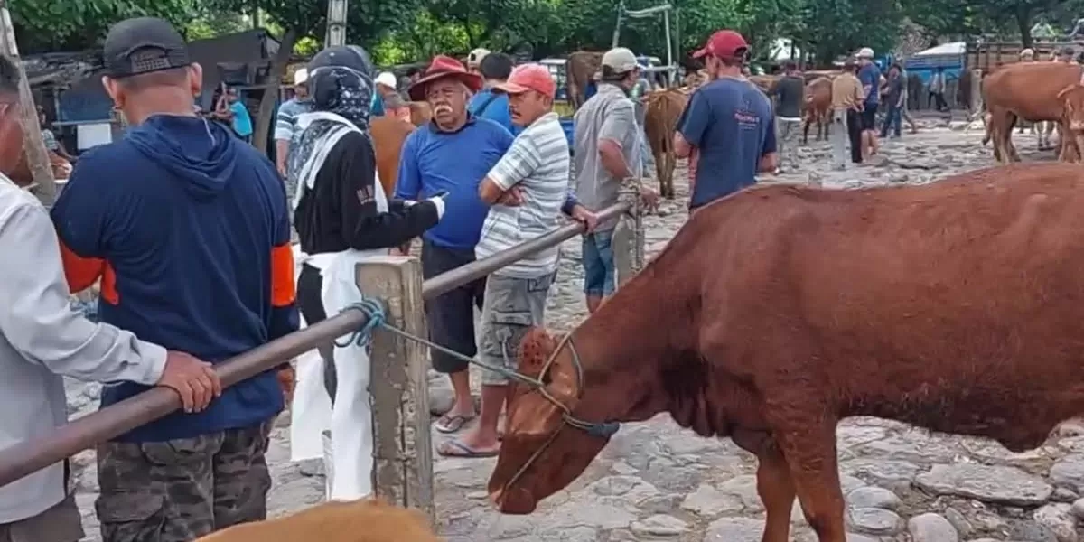 Pasca Lebaran, 245 Sapi di Kediri Sembuh dari PMK, Tinggal Dua Kasus Aktif