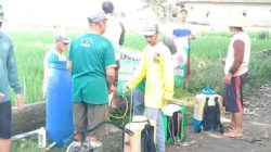 Cegah Serangan OPT di Awal Kemarau, Petani Kediri Intensifkan Gerdal