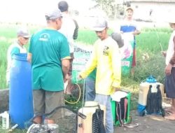 Cegah Serangan OPT di Awal Kemarau, Petani Kediri Intensifkan Gerdal
