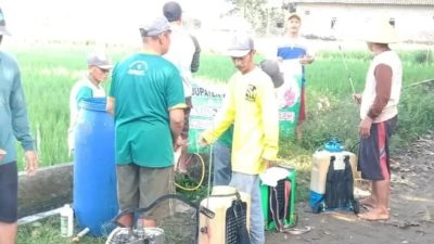 Cegah Serangan OPT di Awal Kemarau, Petani Kediri Intensifkan Gerdal