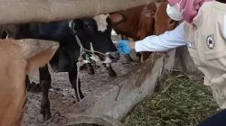 DKPP Pastikan Kabupaten Kediri Nol Kasus PMK per April 2026