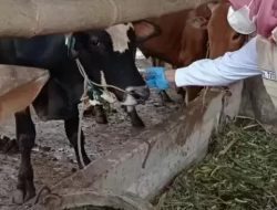 DKPP Pastikan Kabupaten Kediri Nol Kasus PMK per April 2026