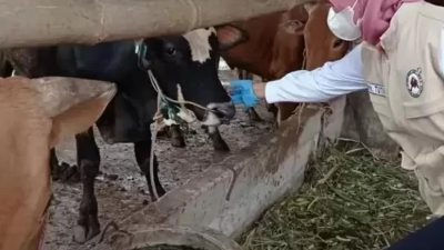 DKPP Pastikan Kabupaten Kediri Nol Kasus PMK per April 2026