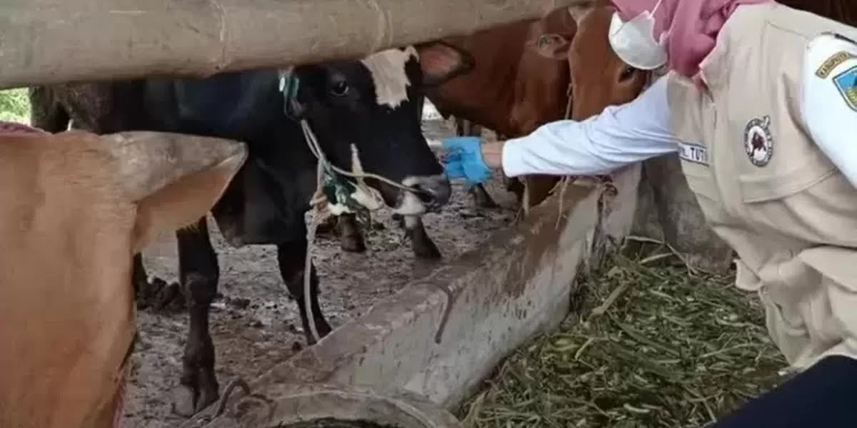 DKPP Pastikan Kabupaten Kediri Nol Kasus PMK per April 2026