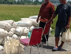 Harga Gabah Kering Sawah Stabil di Rp 7.200 per Kilogram, Petani Kediri Diuntungkan