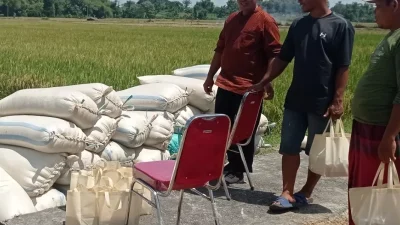 Harga Gabah Kering Sawah Stabil di Rp7.200 per Kilogram, Petani Kediri Diuntungkan