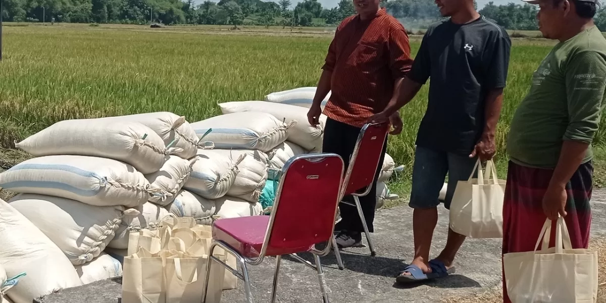 Harga Gabah Kering Sawah Stabil di Rp7.200 per Kilogram, Petani Kediri Diuntungkan