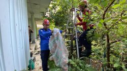 Balon Udara Berpetasan Tersangkut Kabel Listrik dan Atap Rumah di Kutoanyar, Damkar Lakukan Evakuasi