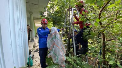 Balon Udara Berpetasan Tersangkut Kabel Listrik dan Atap Rumah di Kutoanyar, Damkar Lakukan Evakuasi