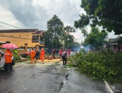 Hujan Deras dan Angin Kencang, Pohon Asem Londo Tumbang Tutup Jalan Nasional Tulungagung–Kediri