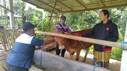 Tiga Bulan Terakhir, 89 Sapi di Tulungagung Terserang PMK, Mayoritas Belum Divaksin